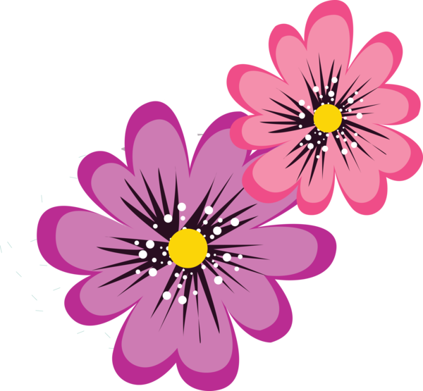 Transparent Cinco de mayo Dahlia Design Chrysanthemum for Fifth of May for Cinco De Mayo