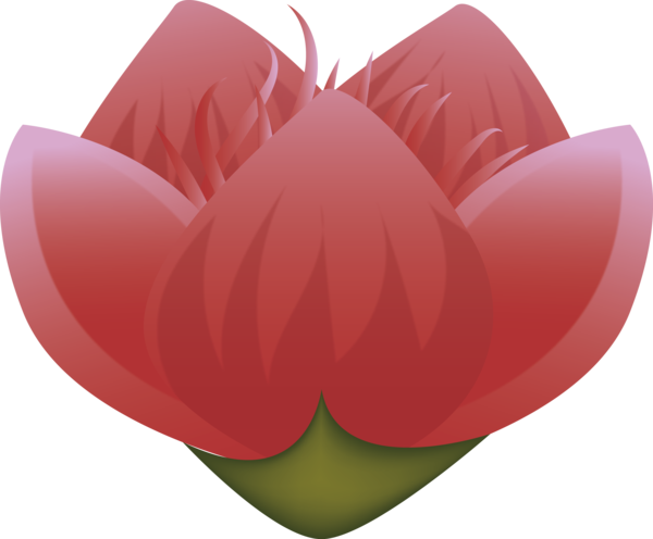 Transparent Diwali Tulip Petal Valentine's Day for Happy Diwali for Diwali