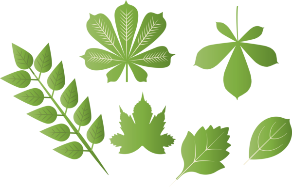 Transparent Thanksgiving Plant stem Leaf Green for Fall Leaves for Thanksgiving