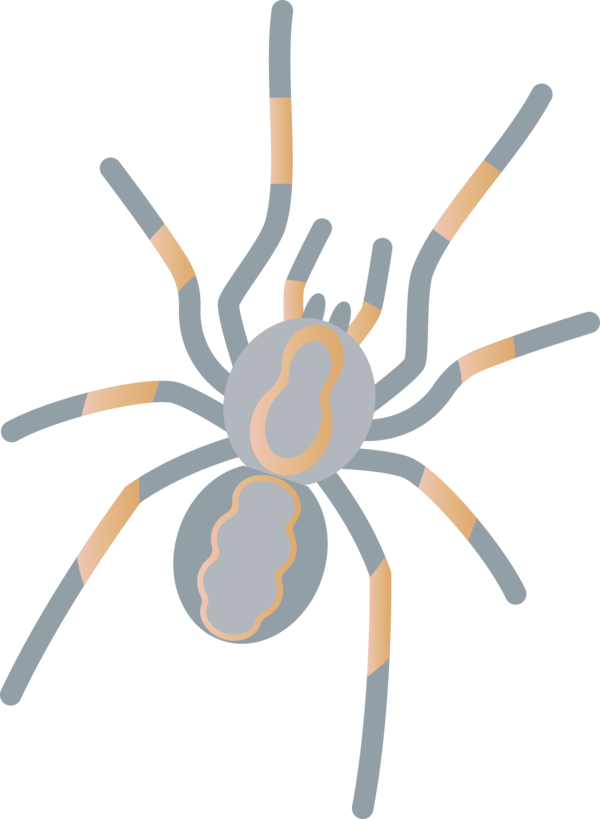 Transparent Halloween Line Design for Spider Web for Halloween