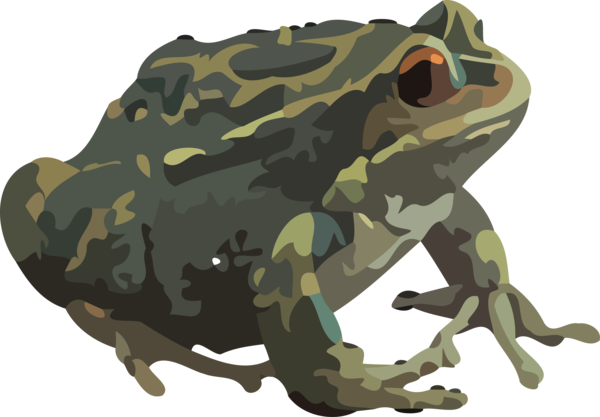 Transparent Halloween Amphibians Frogs American bullfrog for Happy Halloween for Halloween