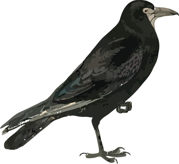 Transparent Halloween Rook Birds American crow for Crow for Halloween