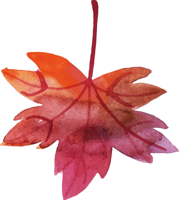 Transparent Thanksgiving Maple leaf Leaf Petal for Fall Leaves for Thanksgiving