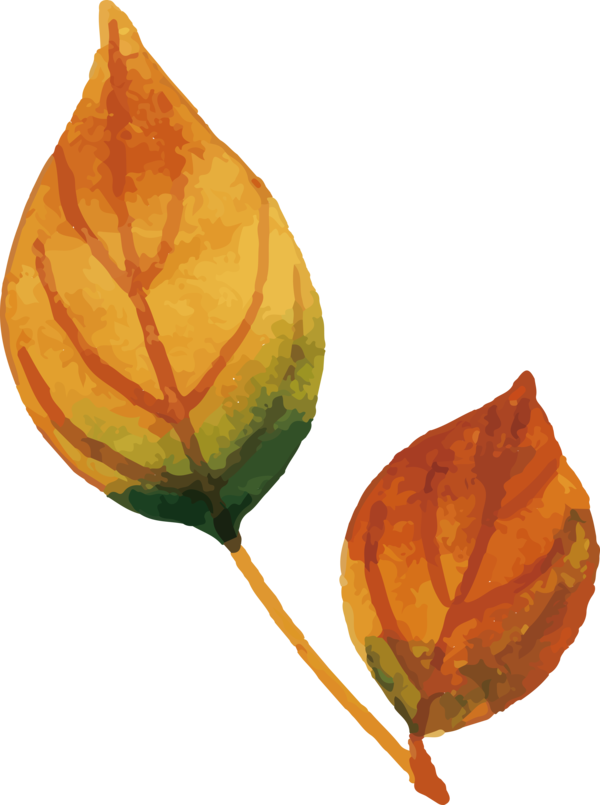 Transparent Thanksgiving Leaf Petal Science for Fall Leaves for Thanksgiving