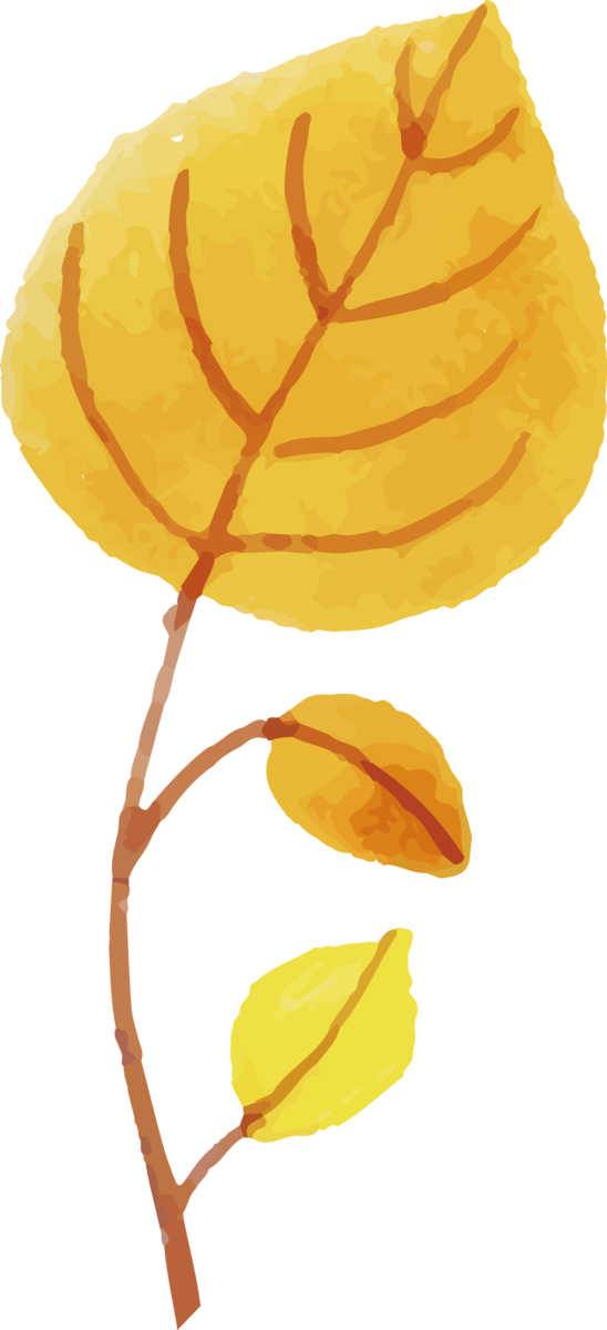 Transparent Thanksgiving Petal Leaf Yellow for Fall Leaves for Thanksgiving