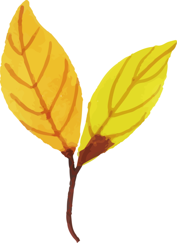 Transparent Thanksgiving Petal Leaf Yellow for Fall Leaves for Thanksgiving