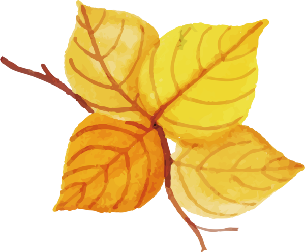 Transparent Thanksgiving Leaf Petal Fruit for Fall Leaves for Thanksgiving