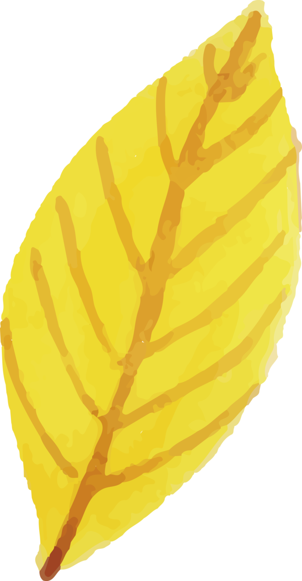 Transparent Thanksgiving Leaf Yellow Commodity for Fall Leaves for Thanksgiving
