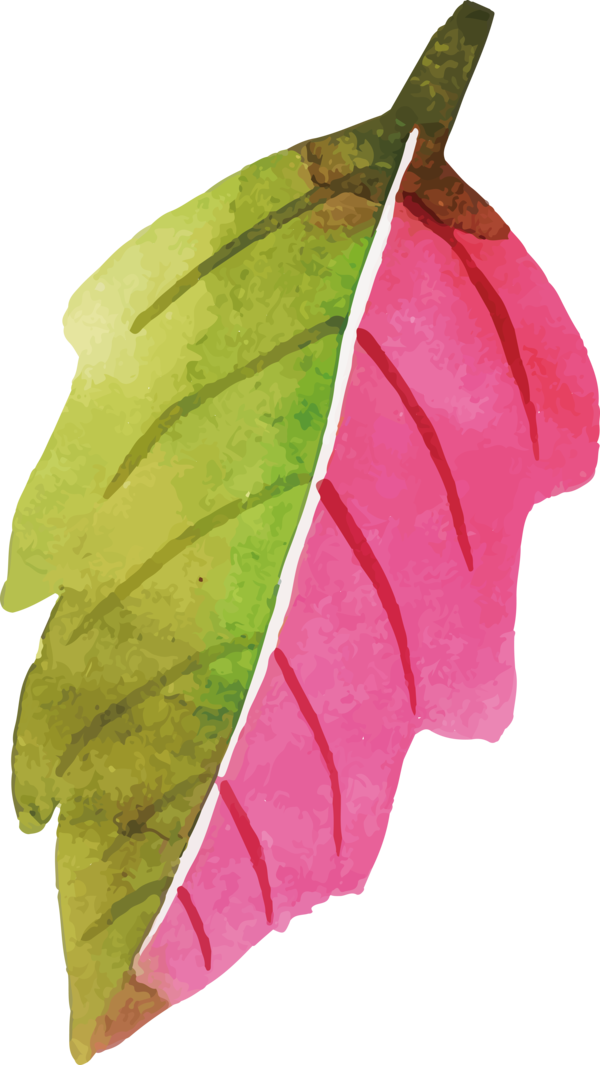 Transparent Thanksgiving Leaf Petal Magenta Telekom for Fall Leaves for Thanksgiving