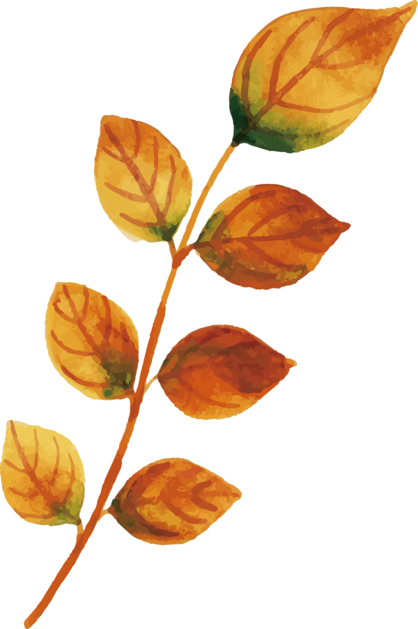 Transparent Thanksgiving Plant stem Leaf Petal for Fall Leaves for Thanksgiving