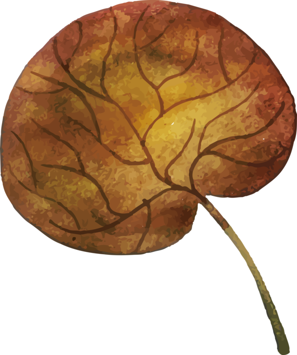 Transparent Thanksgiving Leaf Science Plant structure for Fall Leaves for Thanksgiving
