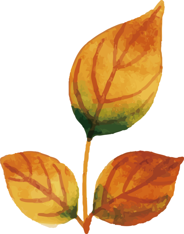 Transparent Thanksgiving Leaf Watercolor painting JPEG for Fall Leaves for Thanksgiving