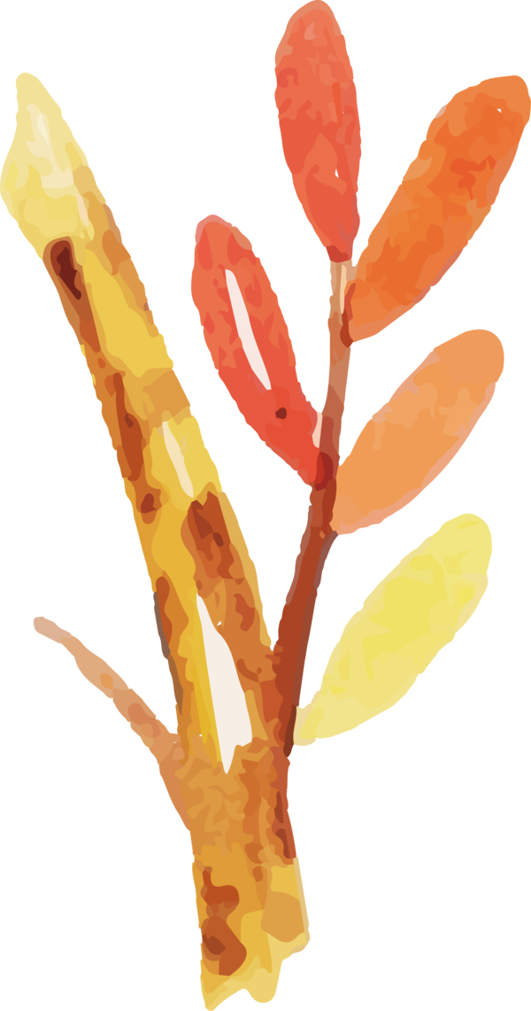 Transparent Thanksgiving Plant stem Petal Fruit for Fall Leaves for Thanksgiving