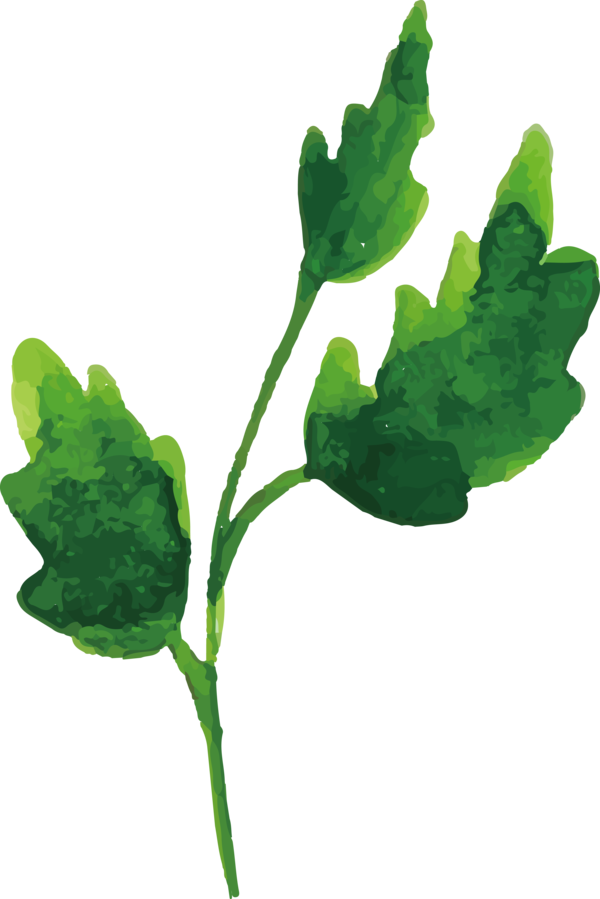 Transparent Thanksgiving Plant stem Leaf Leaf vegetable for Fall Leaves for Thanksgiving