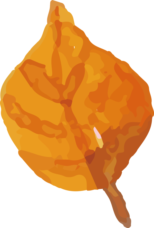 Transparent Thanksgiving Leaf Commodity Squash for Fall Leaves for Thanksgiving