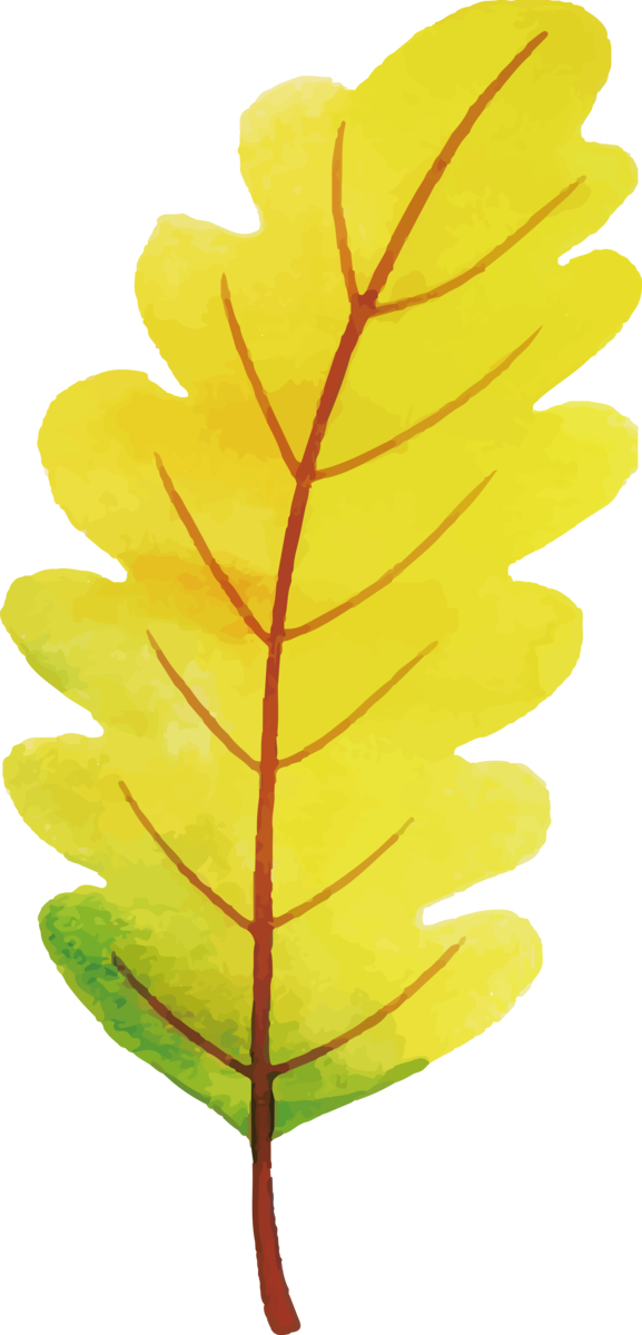 Transparent Thanksgiving Leaf Plant stem Yellow for Fall Leaves for Thanksgiving