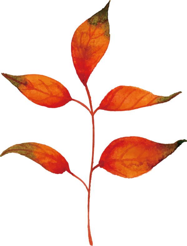 Transparent Thanksgiving Leaf Plant stem Orange for Fall Leaves for Thanksgiving