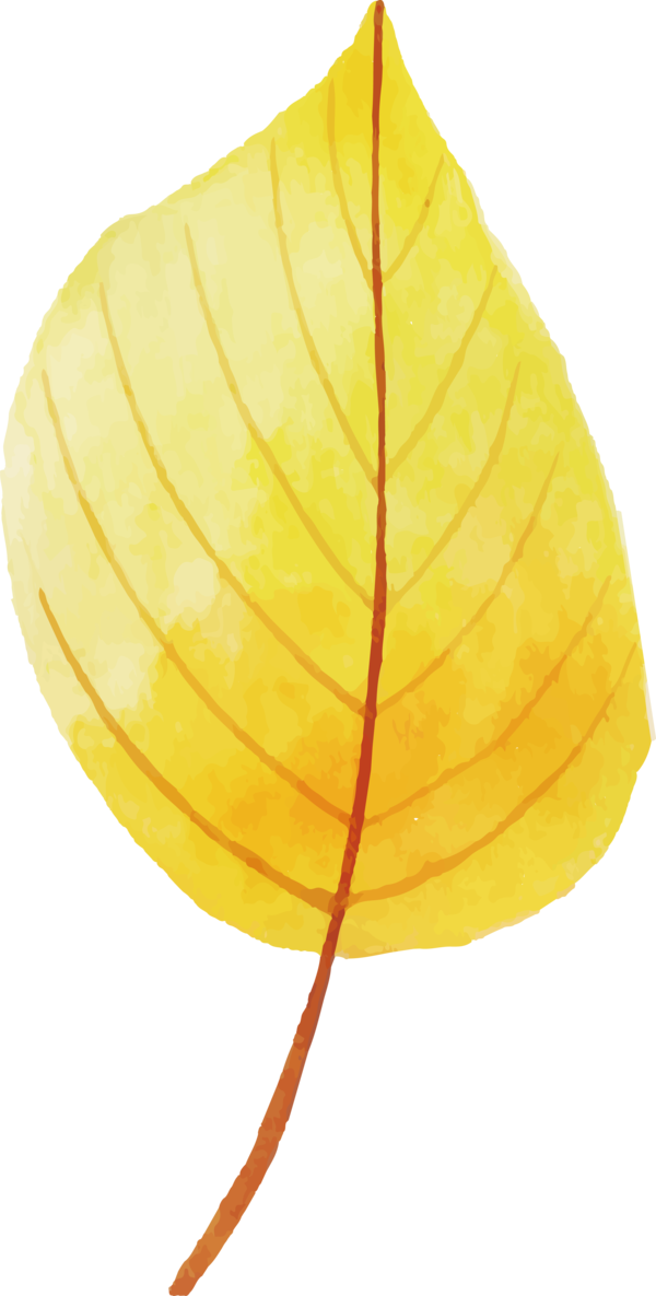 Transparent Thanksgiving Leaf Biology Plants for Fall Leaves for Thanksgiving