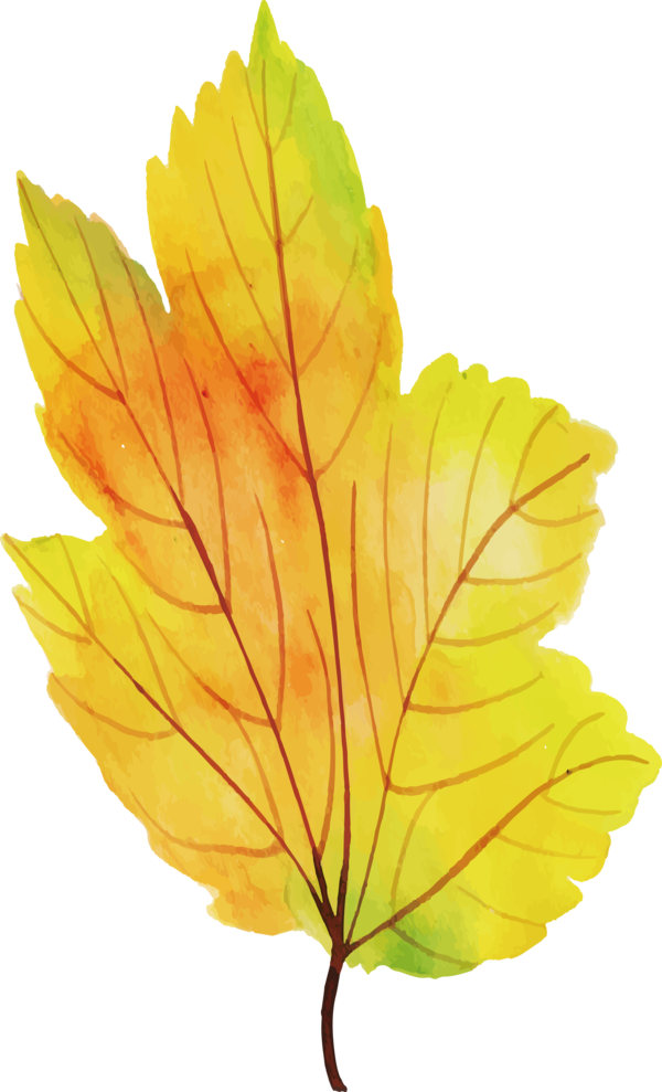 Transparent Thanksgiving Maple leaf Leaf Maple for Fall Leaves for Thanksgiving