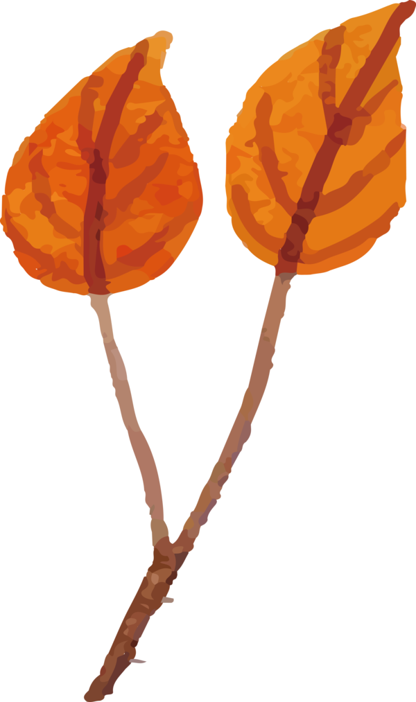 Transparent Thanksgiving Petal Leaf Science for Fall Leaves for Thanksgiving