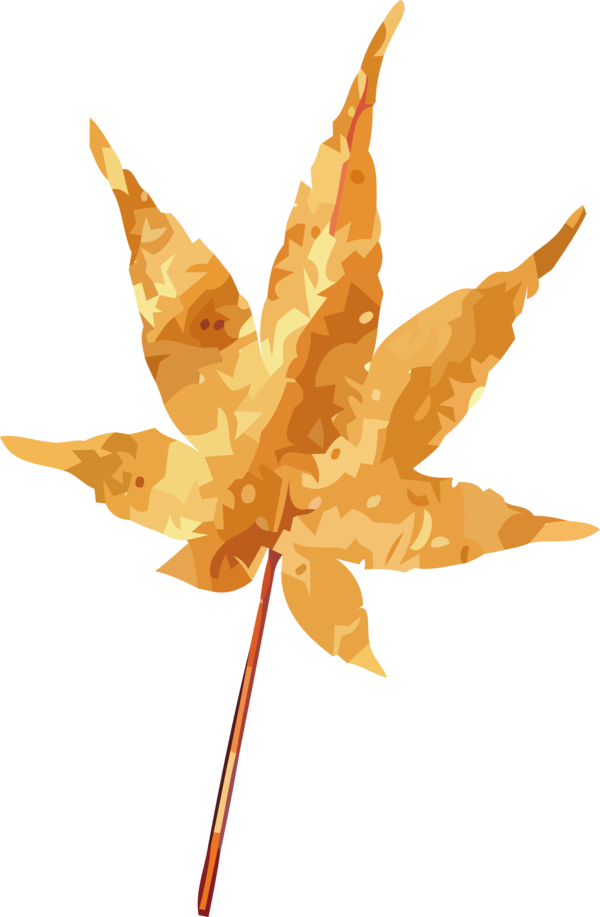 Transparent Thanksgiving Leaf Plant stem Maple leaf for Fall Leaves for Thanksgiving