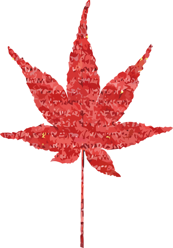 Transparent Thanksgiving Japanese maple Leaf for Fall Leaves for Thanksgiving