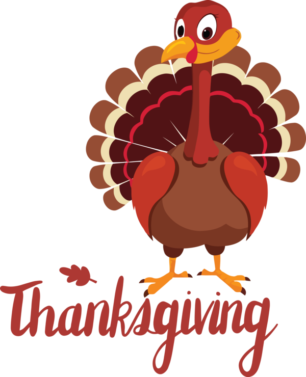 Transparent Thanksgiving Wild turkey Black turkey Turkey meat for Happy Thanksgiving for Thanksgiving