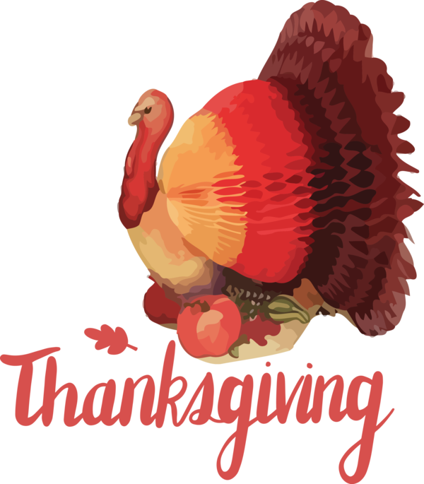 Transparent Thanksgiving Landfowl Domestic turkey Turkey meat for Happy Thanksgiving for Thanksgiving