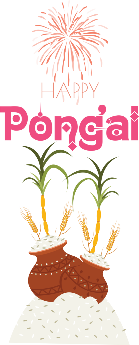 Transparent Pongal Pongal Pongal Rice for Thai Pongal for Pongal