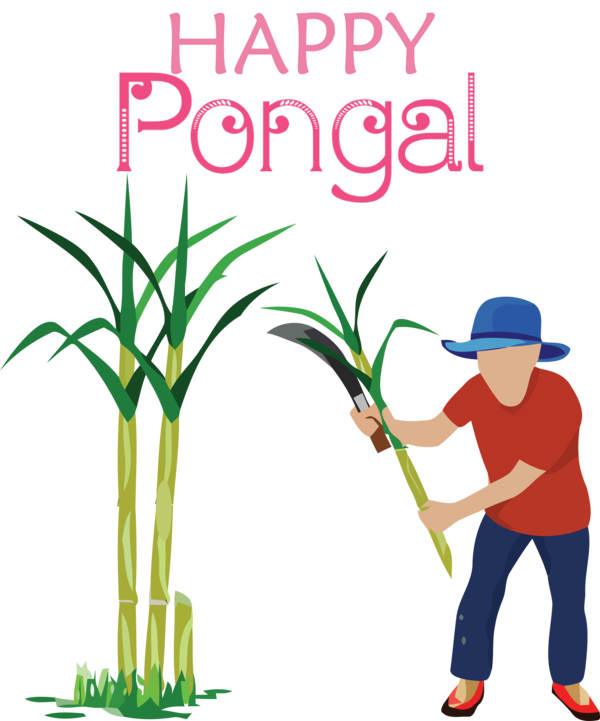 Transparent Pongal Sugarcane juice Sugarcane Sugar for Thai Pongal for Pongal