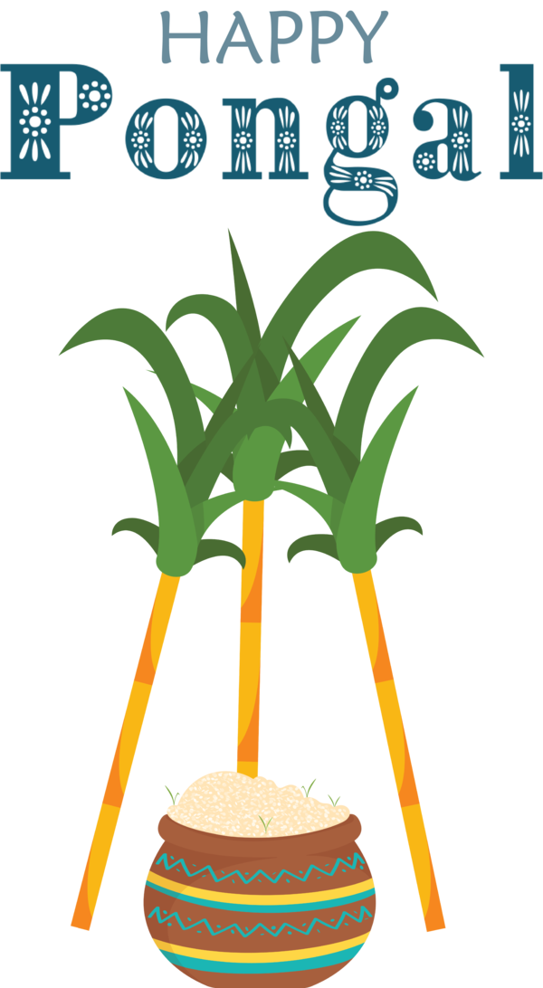 Transparent Pongal Plant stem Palm trees Meter for Thai Pongal for Pongal