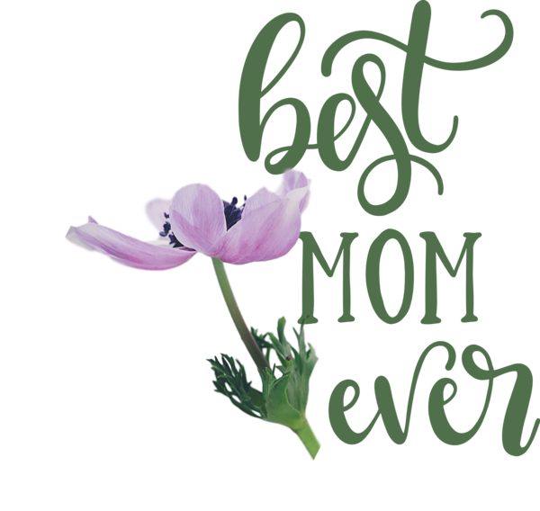 Transparent Mother's Day Cut flowers Plant stem Tulip for Happy Mother's Day for Mothers Day