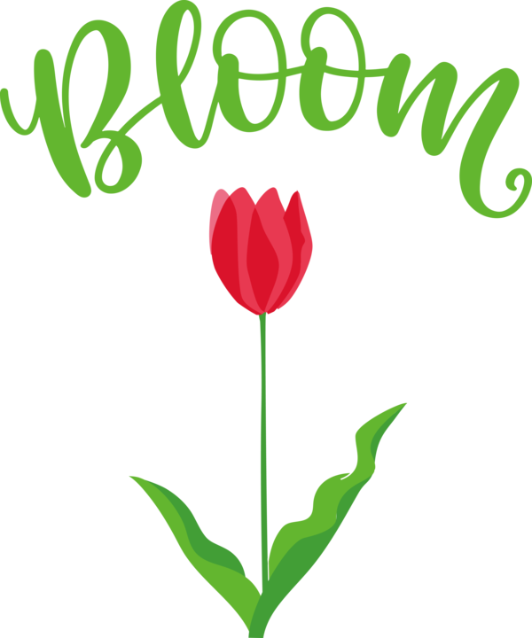 Transparent Easter Tulip Flower Floral design for Hello Spring for Easter