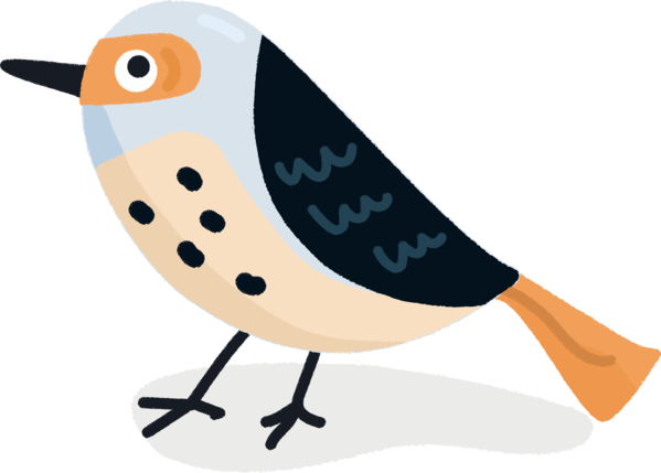Transparent Bird Day Birds Design Beak for Cartoon Bird for Bird Day