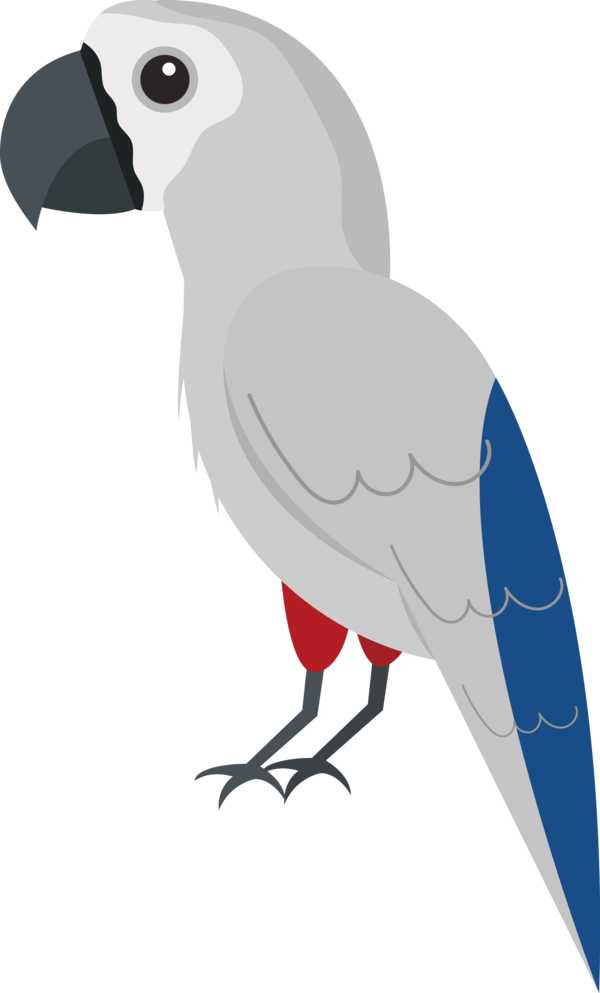Transparent Bird Day Birds Macaw Beak for Cartoon Bird for Bird Day
