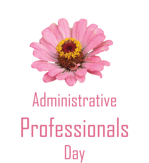 Transparent Administrative Professionals Day Garden Cosmos Cut flowers Transvaal daisy for Secretaries Day for Administrative Professionals Day