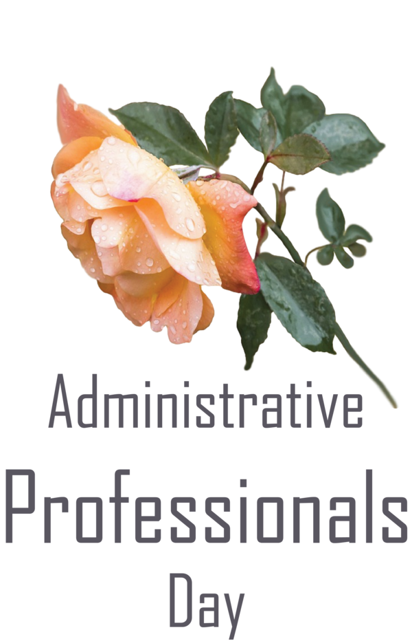 Transparent Administrative Professionals Day Floral design Flower Rose family for Secretaries Day for Administrative Professionals Day