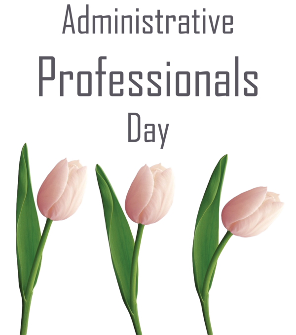 Transparent Administrative Professionals Day Plant stem Cut flowers Tulip for Secretaries Day for Administrative Professionals Day