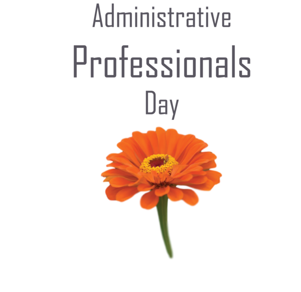 Transparent Administrative Professionals Day Transvaal daisy Agency FB Cut flowers for Secretaries Day for Administrative Professionals Day