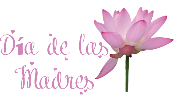 Transparent Mother's Day Cut flowers Proteales Sacred lotus for Día de las Madres for Mothers Day