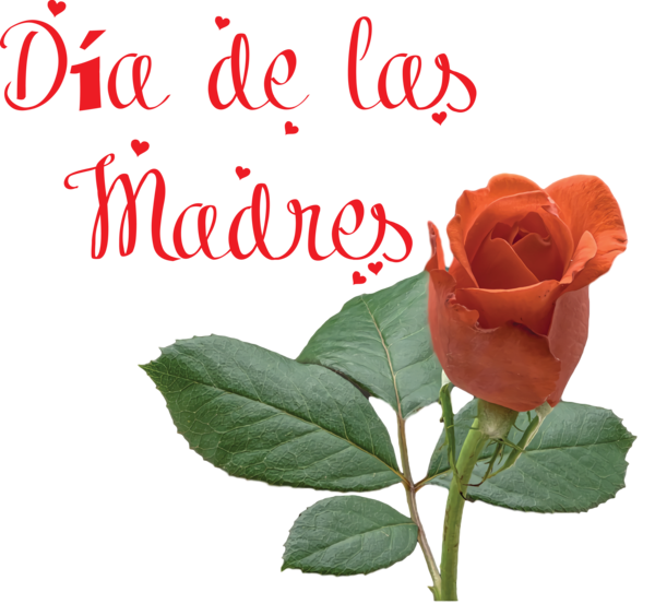 Transparent Mother's Day Garden roses Cut flowers Rose family for Día de las Madres for Mothers Day