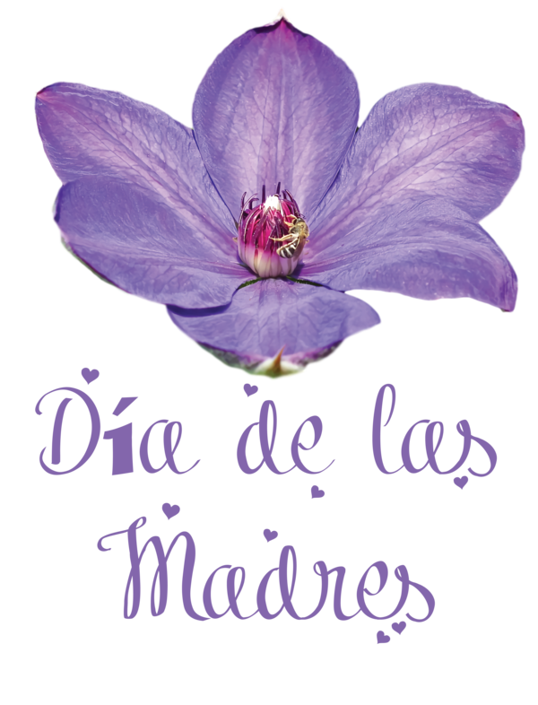 Transparent Mother's Day Flower Petal Lavender for Día de las Madres for Mothers Day
