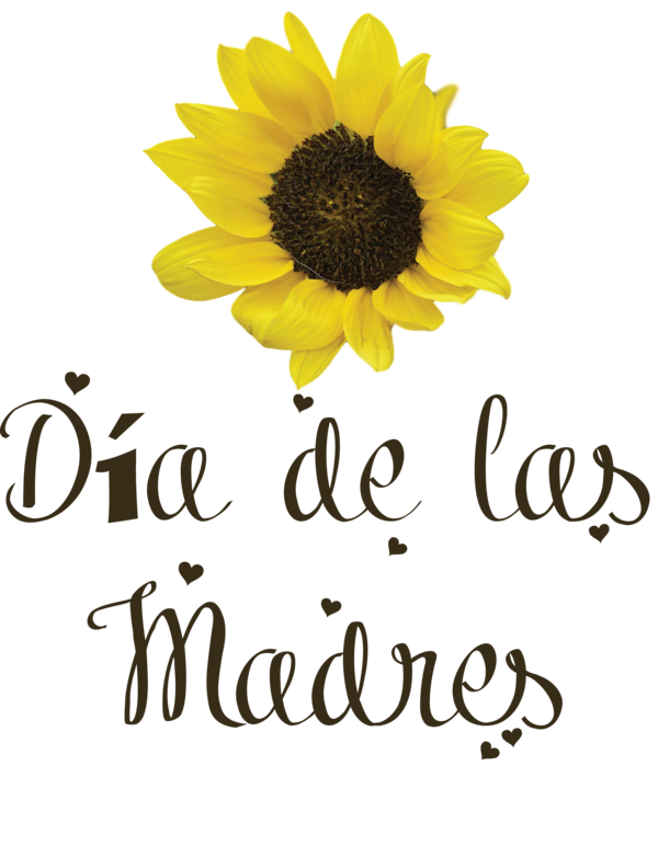 Transparent Mother's Day Chrysanthemum Sunflower Seeds Cut flowers for Día de las Madres for Mothers Day