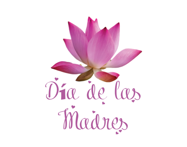 Transparent Mother's Day Flower Proteales Petal for Día de las Madres for Mothers Day