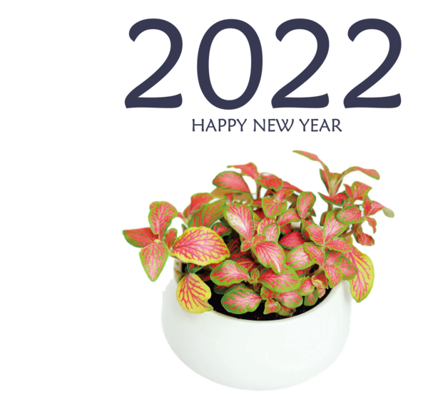 Transparent New Year Flower Plant Nerve plant for Happy New Year 2022 for New Year