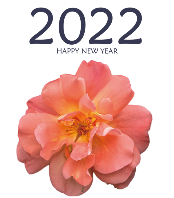 Transparent New Year Rose Petal Cut flowers for Happy New Year 2022 for New Year