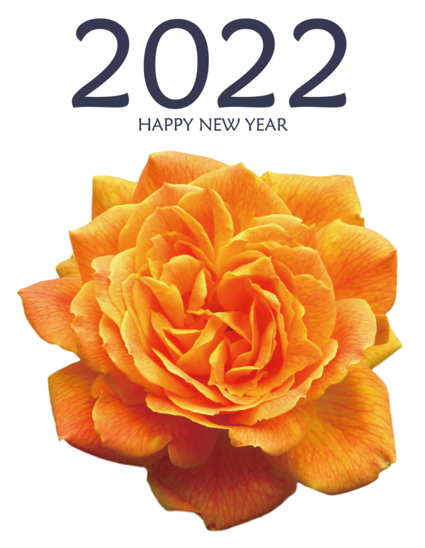 Transparent New Year Rose Cut flowers Petal for Happy New Year 2022 for New Year