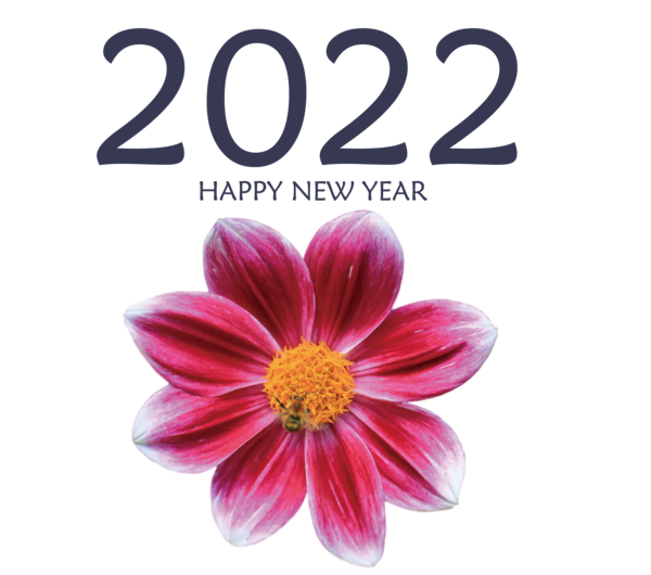 Transparent New Year Dahlia Cut flowers Flower for Happy New Year 2022 for New Year