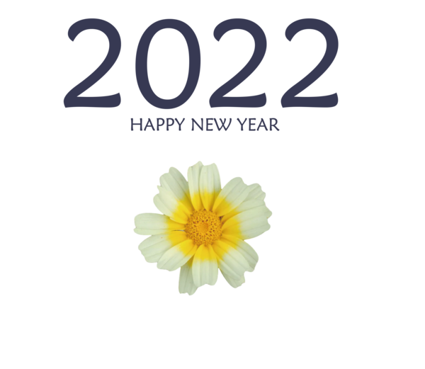 Transparent New Year Chrysanthemum Cut flowers Flower for Happy New Year 2022 for New Year