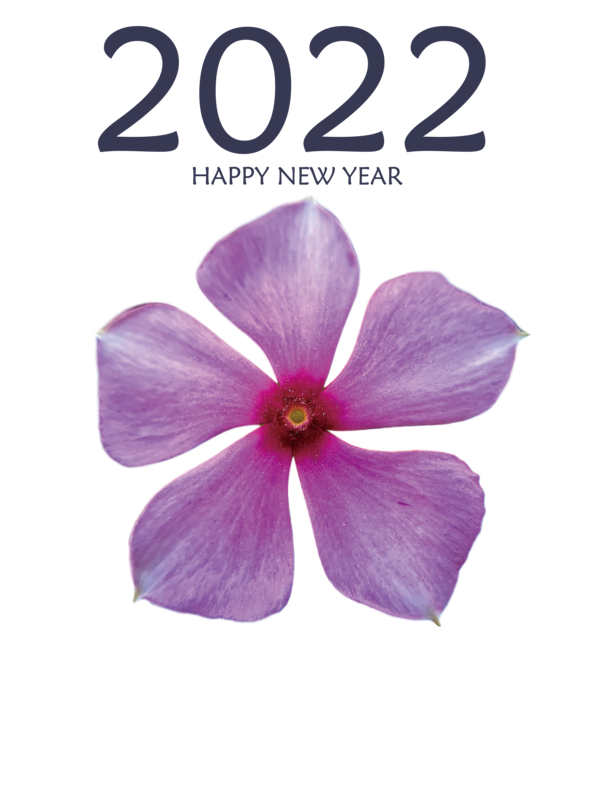 Transparent New Year Mallows Violet Flower for Happy New Year 2022 for New Year